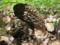 Hegyes kucsmagomba (Morchella deliciosa), Pilis